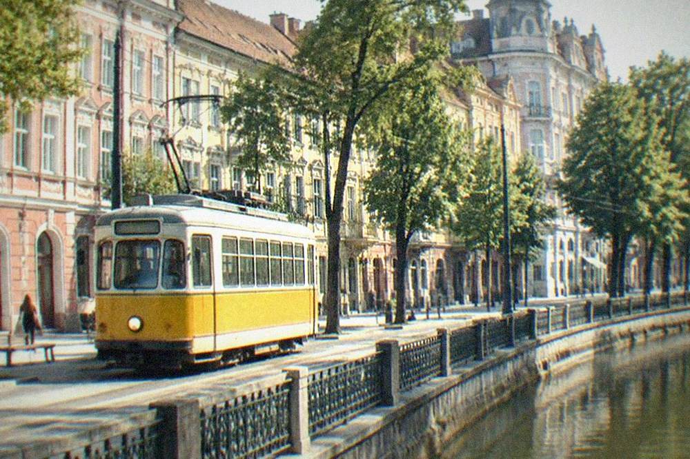 A tram passing historic buildings on a tree-lined street in Timisoara