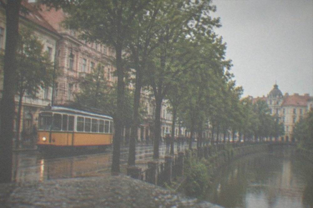 A tram moving along a tree-lined street in Timisoara