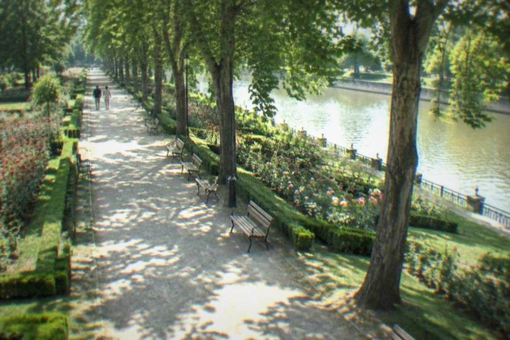 Tree-lined gravel alley in a park with benches and rose beds on either side
