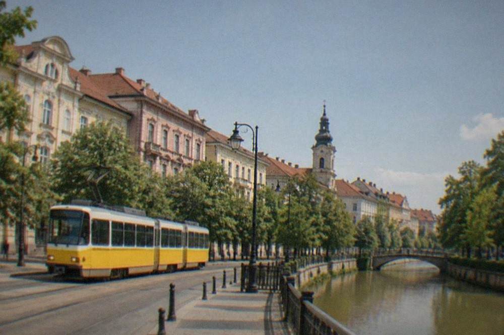 A tram passing green trees on a Timisoara street