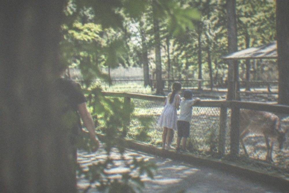 Children watching animals at a zoo enclosure on a sunny day