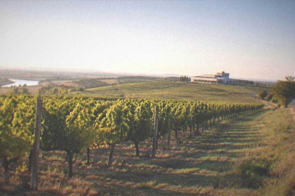 Vineyard rows on gentle hills near a Banat country road