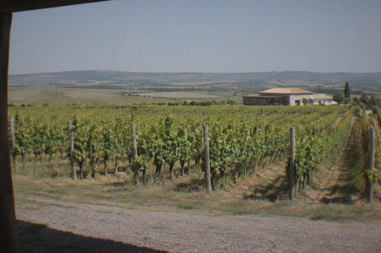 Rows of grapevines stretching across rolling countryside near Recas, with hills on the horizon under a clear sky