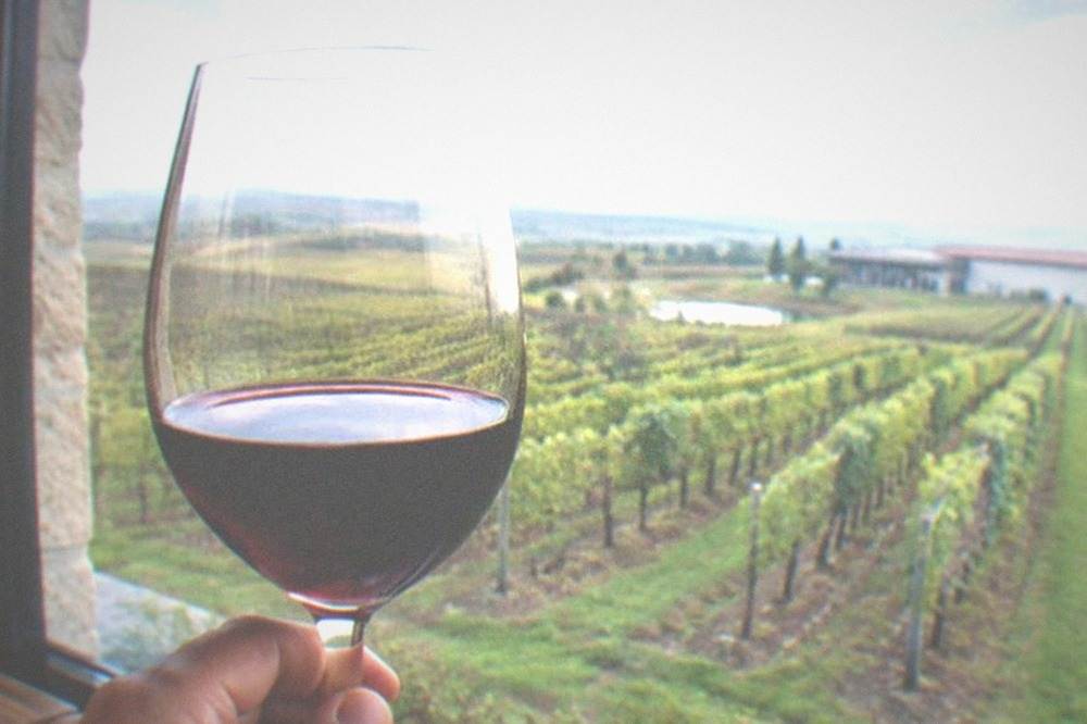 A glass of red wine held up against a window with vineyards visible outside