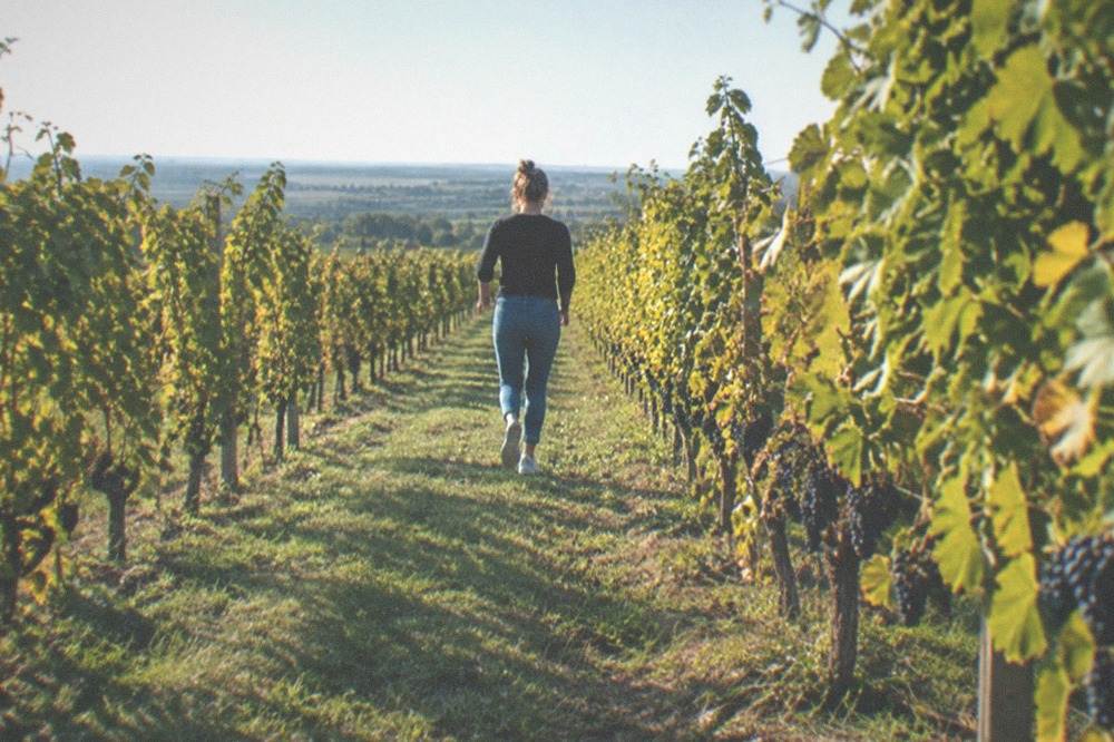Rows of grapevines in a sunny Banat vineyard near Timisoara