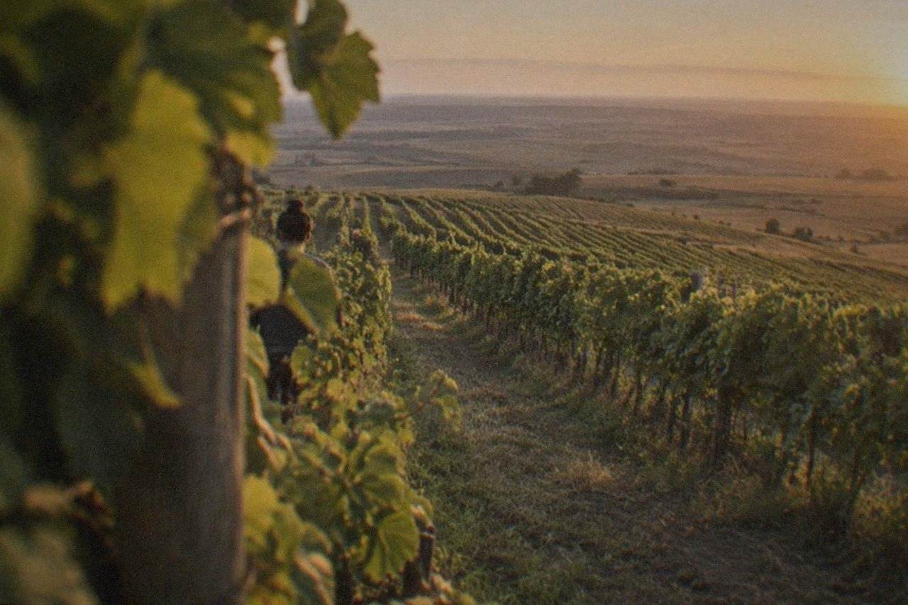 Rows of grapevines stretching across a sunny hillside vineyard in western Romania