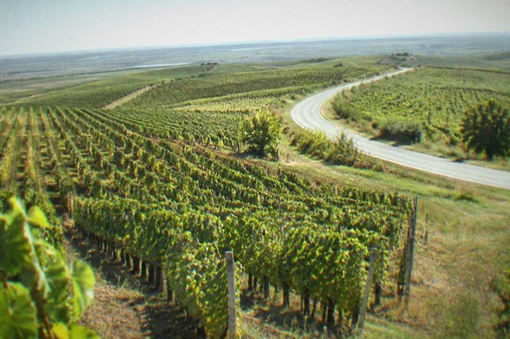 A country road winding through rolling vineyard hills on a clear day