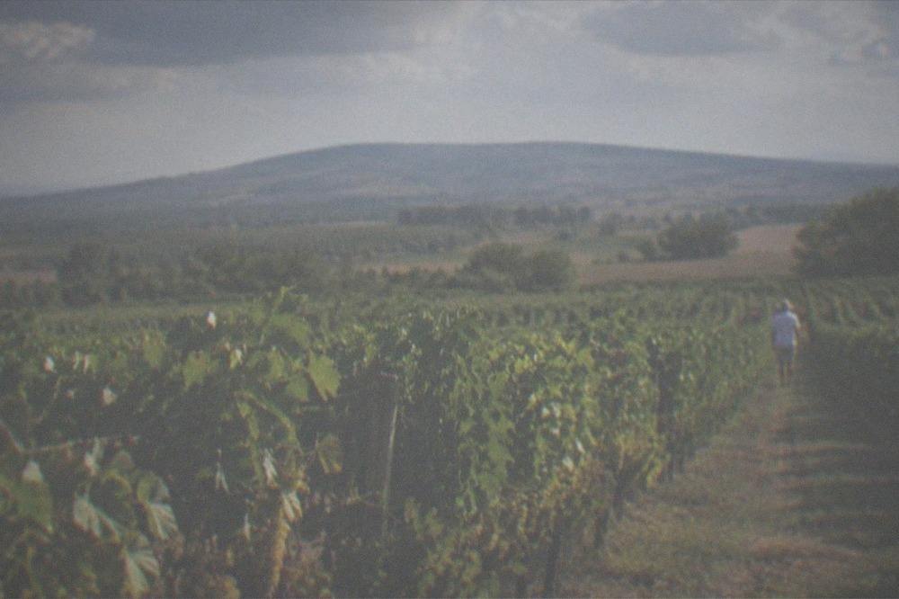 Grapes ripening on the vine in late summer light with hills behind