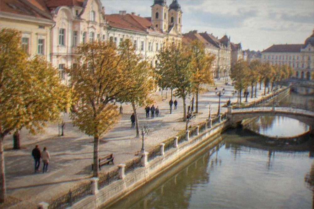 Golden autumn leaves on trees lining a boulevard in Timisoara