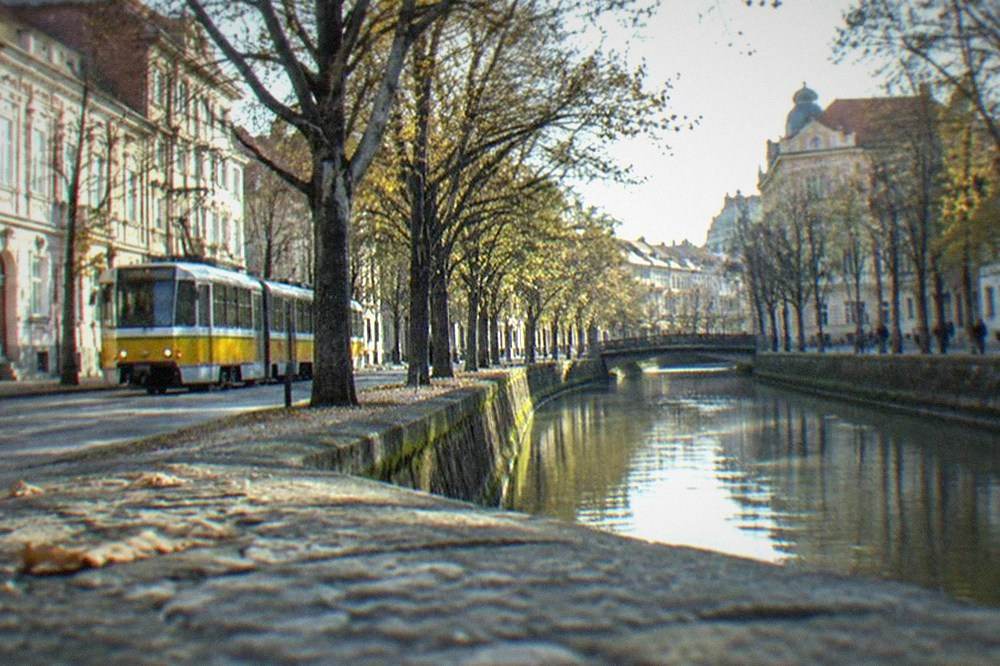 A tram moving along a tree-lined street in Timisoara