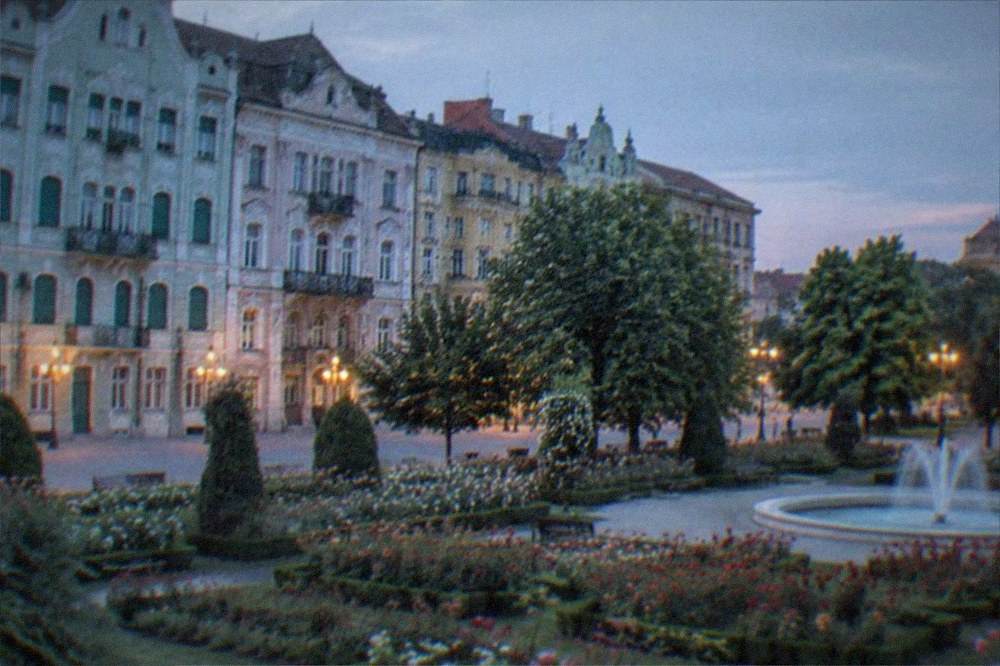 A formal rose garden in bloom with a fountain and trees in a city park