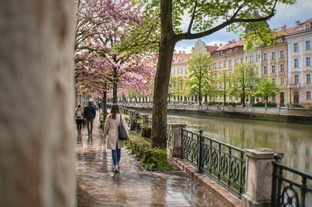 Spring blossoms along a Timisoara boulevard with people strolling in light jackets